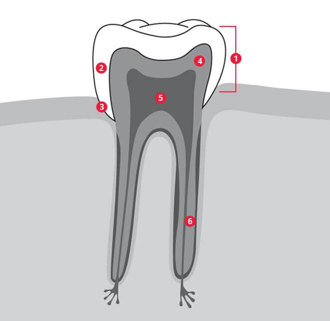 Technique de brossage sulculaire